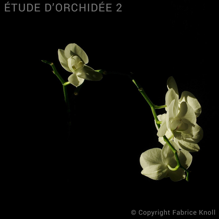 060-etude-dorchidée-2