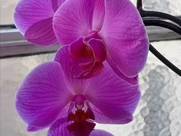 Etude d’orchidée 5